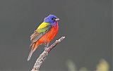 Painted Bunting