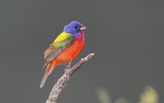 Painted Bunting