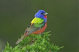 Painted Bunting