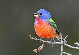 Painted Bunting