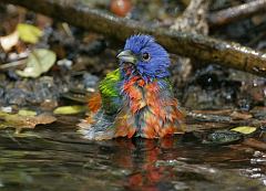 Painted Bunting