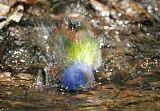 Painted Bunting