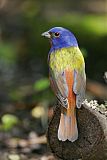 Painted Bunting