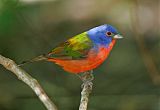 Painted Bunting