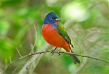 Painted Bunting