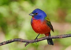 Painted Bunting