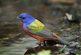 Painted Bunting