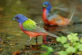 Painted Bunting