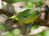 Painted Bunting