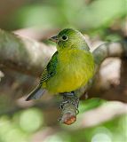 Painted Bunting