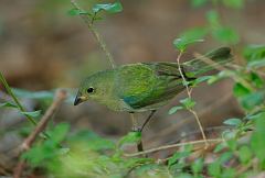 Painted Bunting