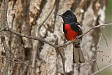 Painted Redstart