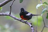 Painted Redstart