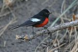 Painted Redstart