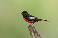 Painted Redstart