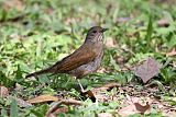 Pale-breasted Thrush