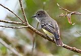 Pale-edged Flycatcher