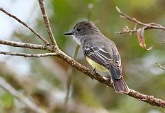 Pale-edged Flycatcher