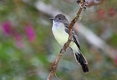 Pale-edged Flycatcher