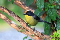 Pale-naped Brushfinch