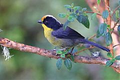 Pale-naped Brushfinch