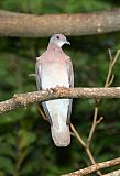 Pale-vented Pigeon