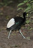 Pale-winged Trumpeter