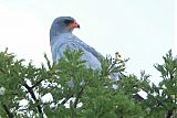 Pale Chanting-Goshawk