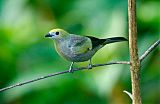 Palm Tanager