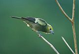 Palm Tanager