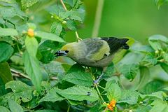 Palm Tanager