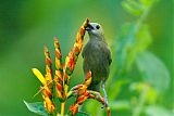 Palm Tanager