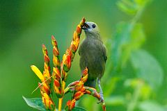 Palm Tanager