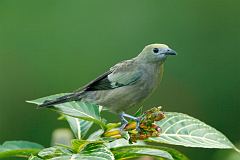 Palm Tanager