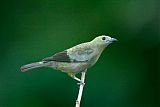 Palm Tanager