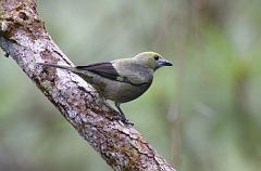 Palm Tanager