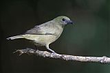 Palm Tanager