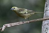 Palm Tanager