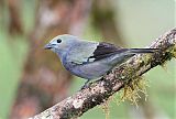 Palm Tanager