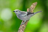 Palm Tanager