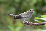 Palm Tanager