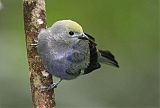 Palm Tanager