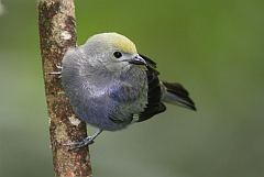 Palm Tanager