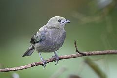 Palm Tanager