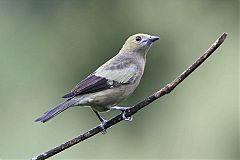 Palm Tanager