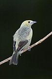 Palm Tanager