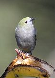 Palm Tanager