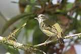 Mistletoe Tyrannulet