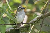 Mistletoe Tyrannulet