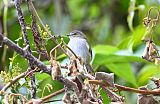 Mistletoe Tyrannulet